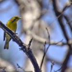 Wekiwa 09-25-11-27-Edit Wakiwa Wood Warbler