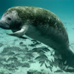 Florida Manatee Swimming