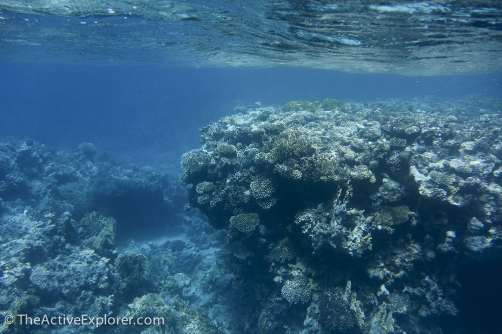 Reef in the Gulf of Aqaba TheActiveExplorer.com | The Active Explorer